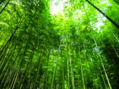 林业科技经营管理新方案