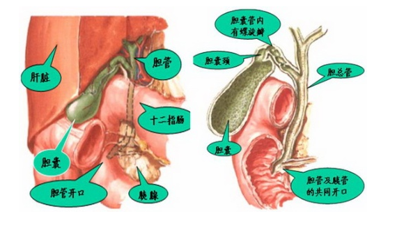 胆囊治疗管理新应用技巧