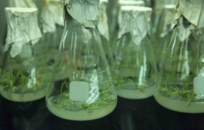 生物技术应用管理的新措施制度有何意义