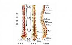 低头族的脊柱护理有哪些方法