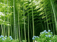 林业论文浅谈毛竹林的种植养护管理措施