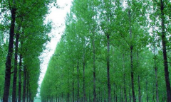 园林学论文正确认识杨树林的种植管理新应用措施及意义