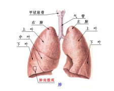 慢性支气管炎的治疗及临床护理应用