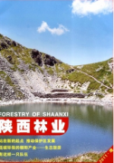 红花檵木叶片生长过程
