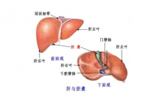 胆道肿瘤内科医学治疗新技巧