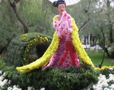 园艺技师论文简析菊花栽培中的园艺建设管理新方案