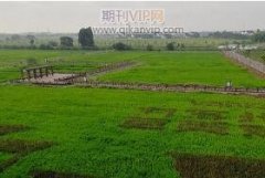 加强林业资源管理，推进生态林业健康发展