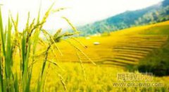 郑州西亚斯学院旅游管理本科专业的建设路径